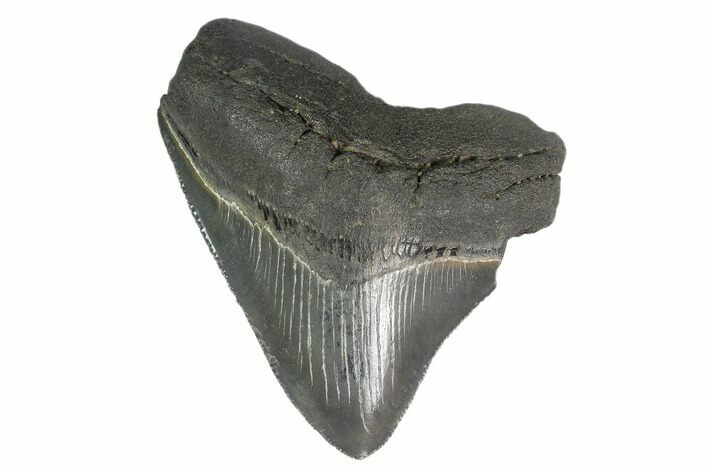Posterior Megalodon Tooth - South Carolina #130822